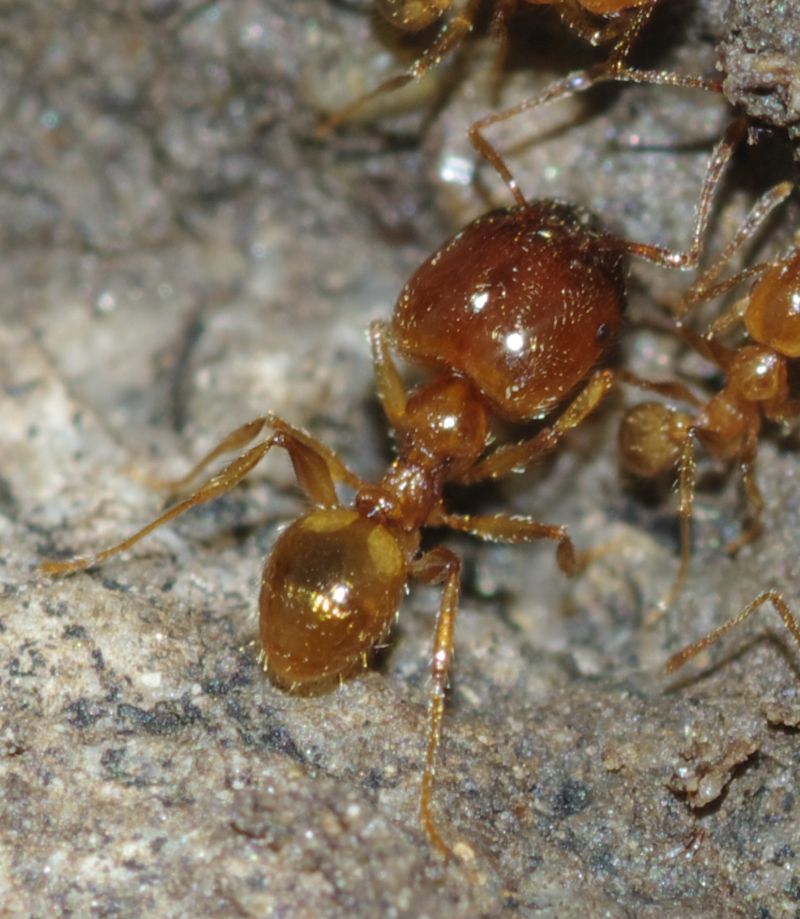 Pheidole pallidula scure